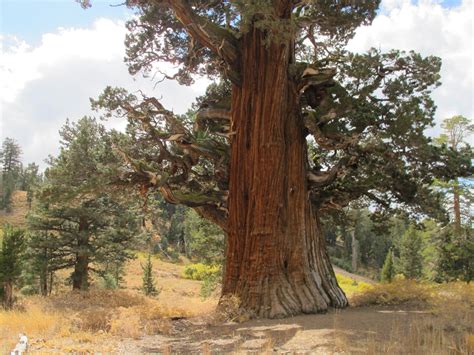 A visit to the oldest juniper tree in America - For The Curious