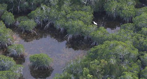 Could Obama’s Everglades Stop Hurt the Everglades? - POLITICO Magazine