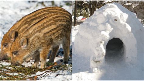 Canada's Invasive Wild Pigs Are Building "Pigloos" To Survive The Winter - Narcity