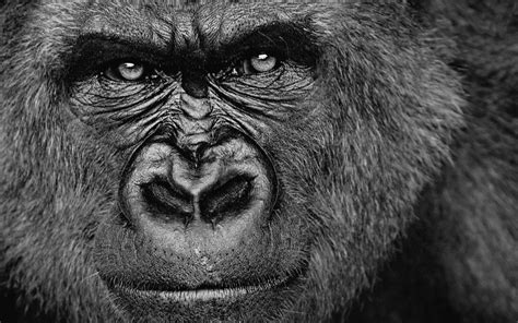 Silverback gorilla, gorillas, animals, monochrome, face HD wallpaper | Wallpaper Flare