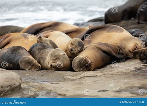 Baby Sea Lion Pups Sleeping on the Rocks Stock Photo - Image of pacific, life: 138375376