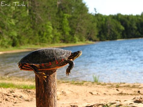 Turtle on a post - Kirby Hasseman