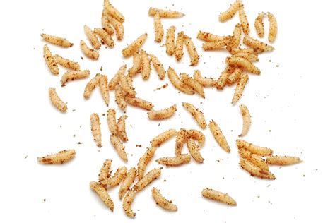 Maggots In Dog Poop - What Does This Mean? View Real Pictures