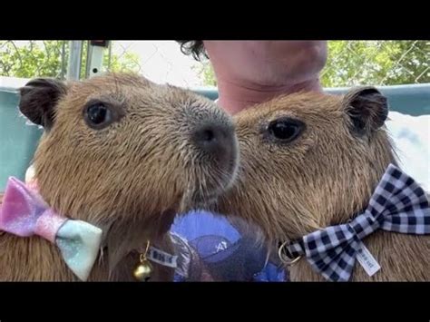 Capybaras Hop Out At The pool Party - YouTube