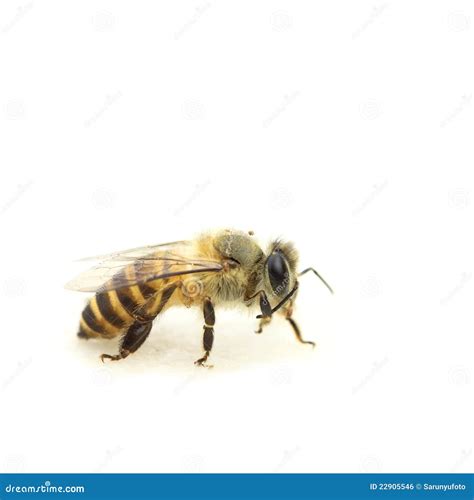 Close-up Of A Honey Bee Royalty Free Stock Image - Image: 22905546