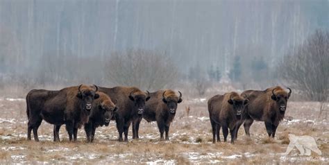 Wallpaper : animal, mammal, Europe, european, bison, wisent, wild ...