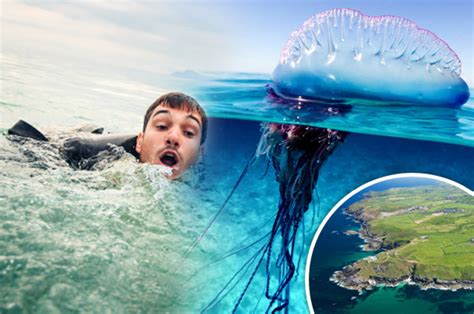 Jellyfish in UK: Portuguese man o' war invade Britain waters and ready to kill | Daily Star