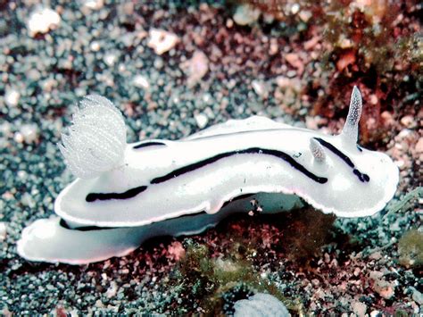 Nudibranch | Sea Slugs, Marine Life, Mollusks | Britannica
