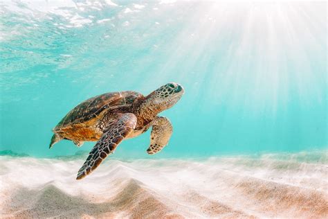 13 Best Beaches In Maui, Hawaii | Away and Far | World turtle day, Turtle day, Turtle