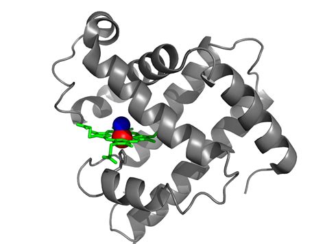 [DIAGRAM] Structure Of Myoglobin Diagram - MYDIAGRAM.ONLINE