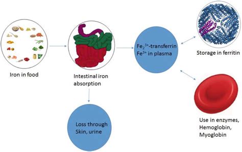 Role of Transferrin in Iron Metabolism | IntechOpen