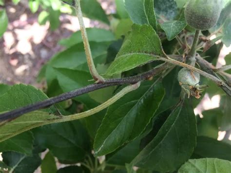 Pear tree blight: What it is, symptoms and treatment - DIY Gardens