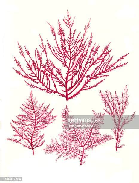 Seaweed Reproduction Photos and Premium High Res Pictures - Getty Images