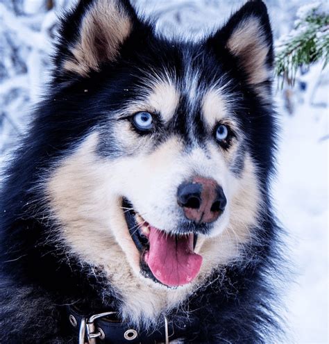 Husky Wolf Mix (Wolf-dog) - A Cross Of Striking Beauty And Intelligence