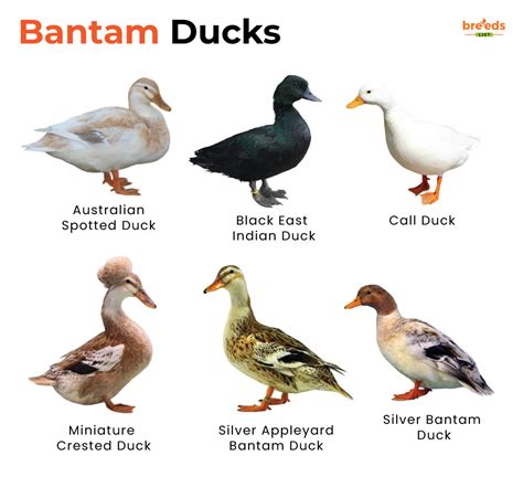 Bantam Ducks – Facts, List, Pictures