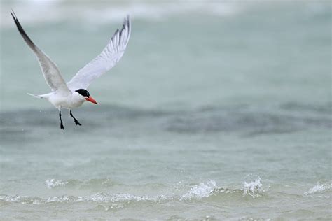 Caspian Tern – Holmen Birding Safaris