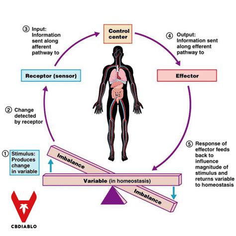 What is Homeostasis? Why Is It so Important For Our Wellbeing?