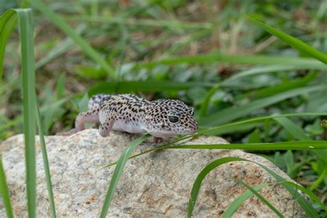 Super Snow (Mack) Leopard Gecko: Info, Pictures & Care Guide | Pet Keen