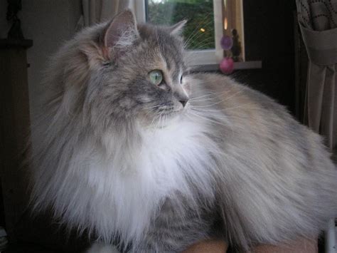 Ragamuffin Cat Info, Personality, Kittens, Pictures