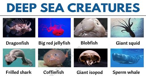 Deep Sea Creatures: List of 25+ Creatures that Live in Deep Ocean - ESL Forums