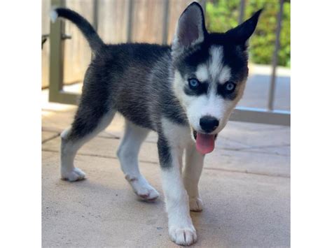 Siberian Husky Puppy For Sale Brookport - Puppies for Sale Near Me