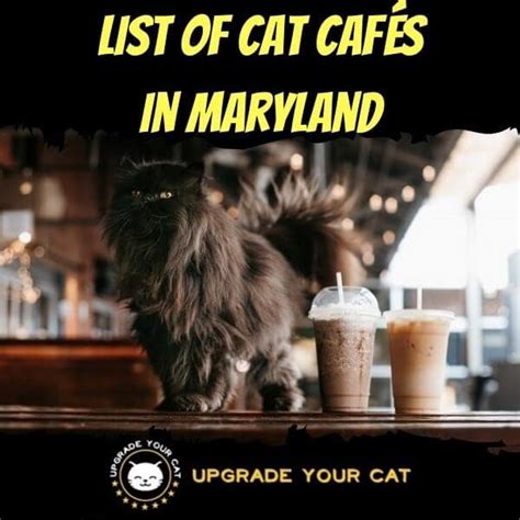 List of Cat Cafes in Maryland (Find a Cat Cafe Near You!)