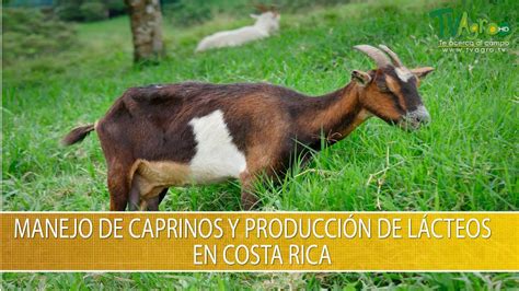 Manejo De Caprinos Y Produccion De Lacteos En Costa Rica Tvagro Por ...