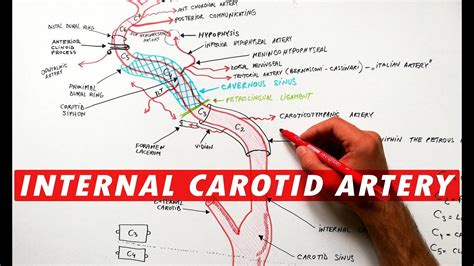 Internal Carotid Artery Branches Mnemonic