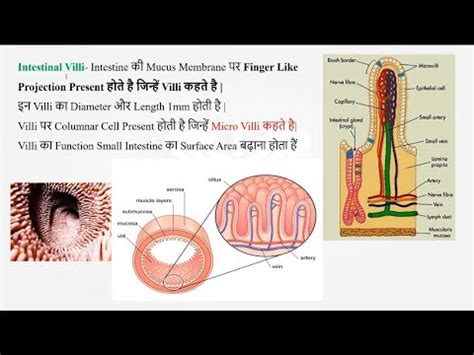 Small Intestine क्या होता है l Function of Small Intestine l Succus Entericus Juice l Histology ...