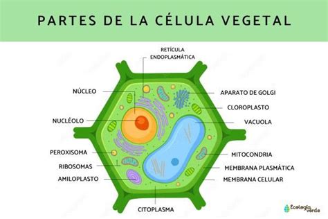 Célula vegetal: qué es, partes, características y funciones - ¡Resumen ...