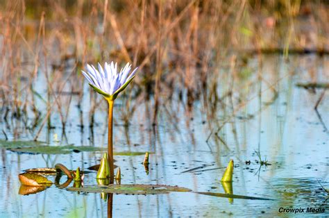 Rule of Thirds: An Easy How To Guide For Nature Photography Beginners – Crowpix Media