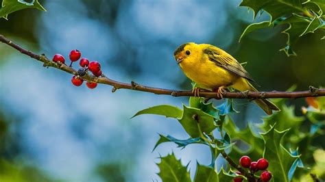 Birds Wallpapers | Best Wallpapers