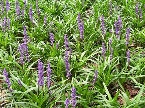 Liriope muscari 'Royal Purple' | Liriope muscari, Lily turf, Southern garden