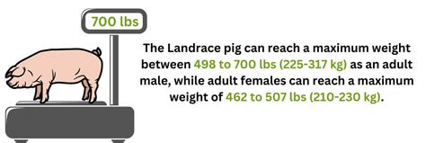 Landrace Pig – A Good Pig Breed For Commercial Farming – FarmerDB