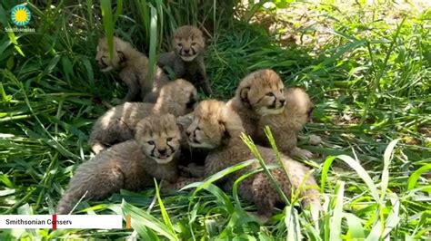 This Litter Of Seven Chirping Cheetah Cubs Is Too Cute - video Dailymotion