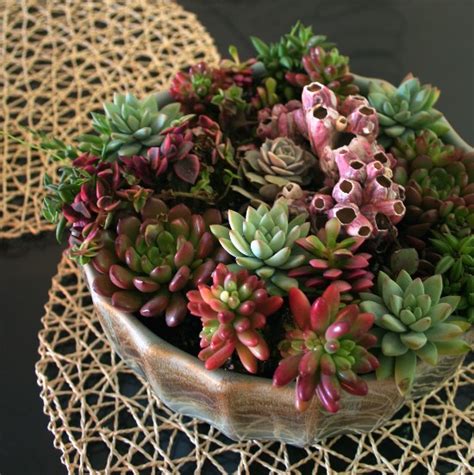 The Rainforest Garden: DIY Coral Reef Succulent Container Garden