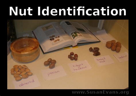 Nut Identification - Susan's Homeschool Blog Susan's Homeschool Blog