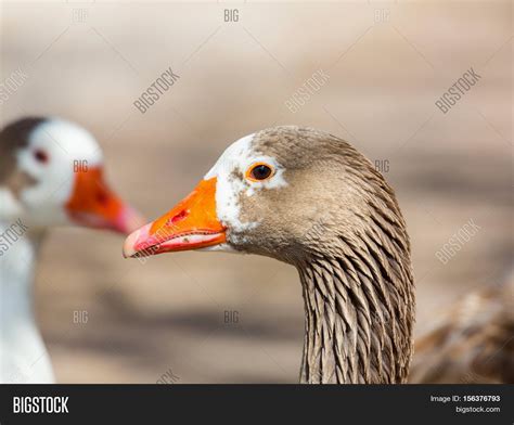 Pilgrim Geese Breed Image & Photo (Free Trial) | Bigstock