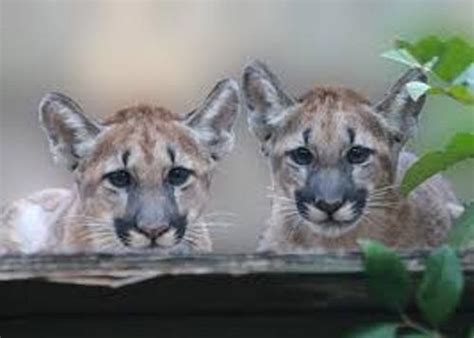 10 Interesting the Florida Panther Facts | My Interesting Facts