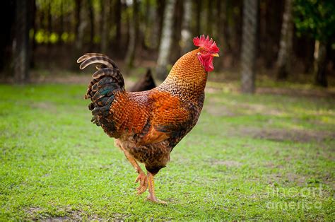 Rhode Island Red rooster with beautiful feathers Photograph by Arletta Cwalina - Fine Art America