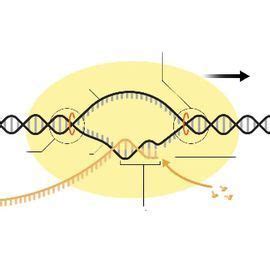 Rna Polymerase In Prokaryotes