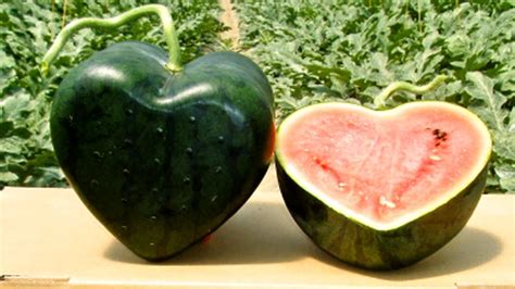 Best of nature: Unique heart-shaped watermelon