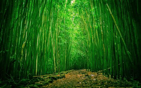 Bamboo Forest Wallpapers High Quality | Download Free | Bambou, Fond ...