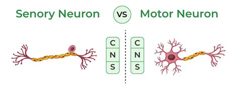 Difference Between Sensory And Motor Neurons - GeeksforGeeks