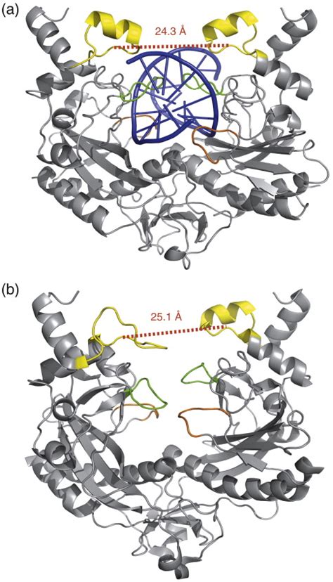 Ribbon representation of the crystal structures of EcoRV in bound (a)... | Download Scientific ...