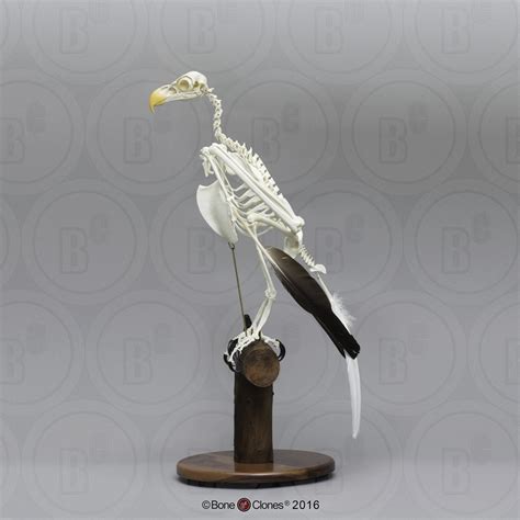 Articulated Bald Eagle Skeleton - Bone Clones, Inc. - Osteological ...