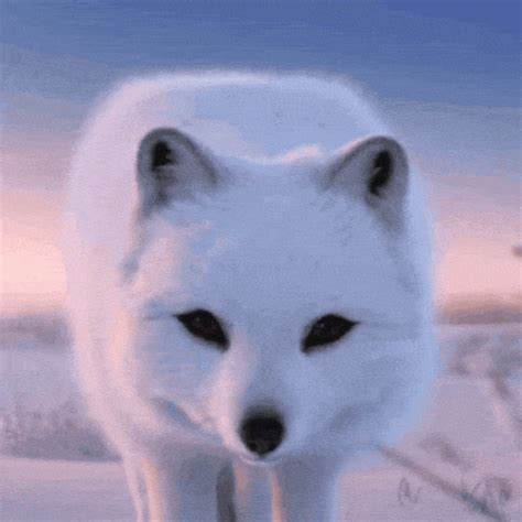 Arctic Fox Gif - IceGif