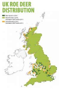 Roe Deer - The British Deer Society