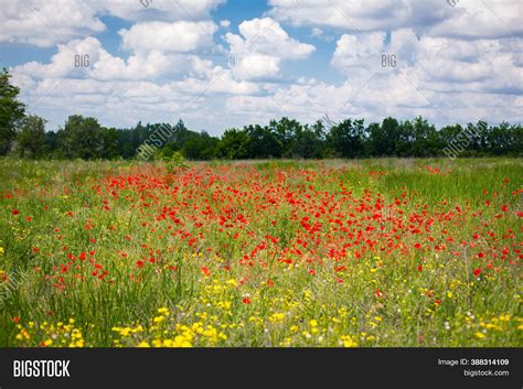 Blooming Poppy Field. Image & Photo (Free Trial) | Bigstock