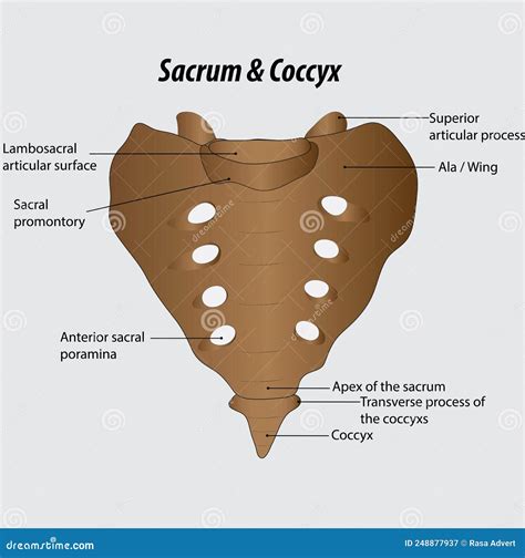 Diagram Of The Pelvic Girdle Labeled Vector Illustration ...